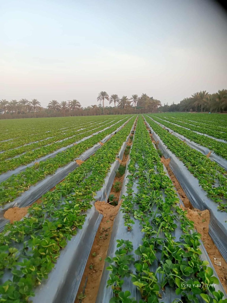 Strawberry plant canopy
