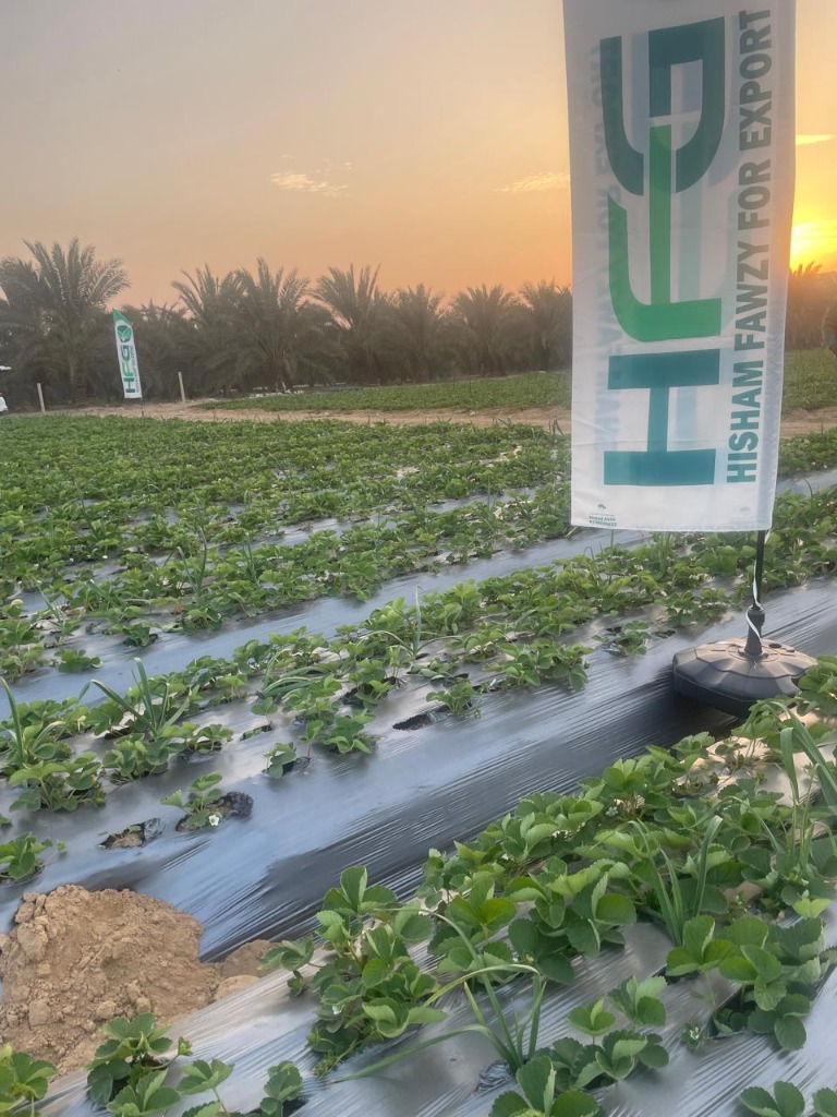 HFG strawberry fields at sunset