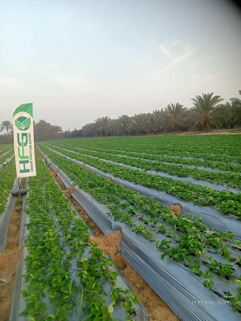 Panoramic crop rows
