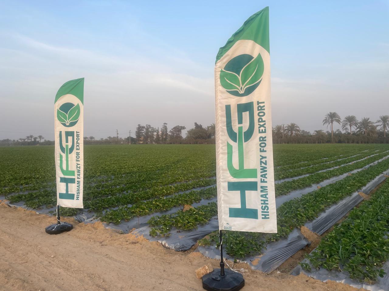 HFG strawberry fields in Egypt