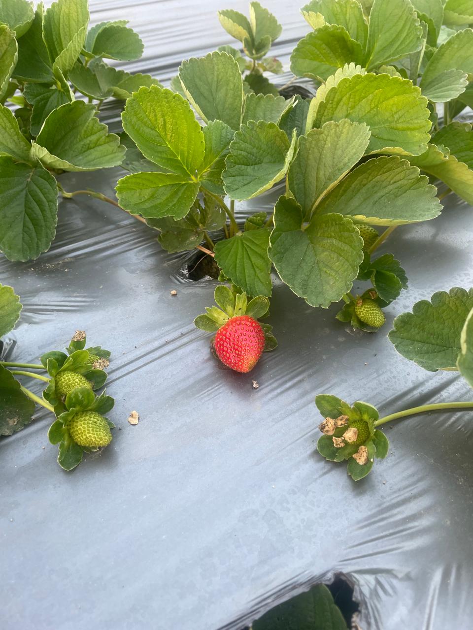 Strawberries growing at the source