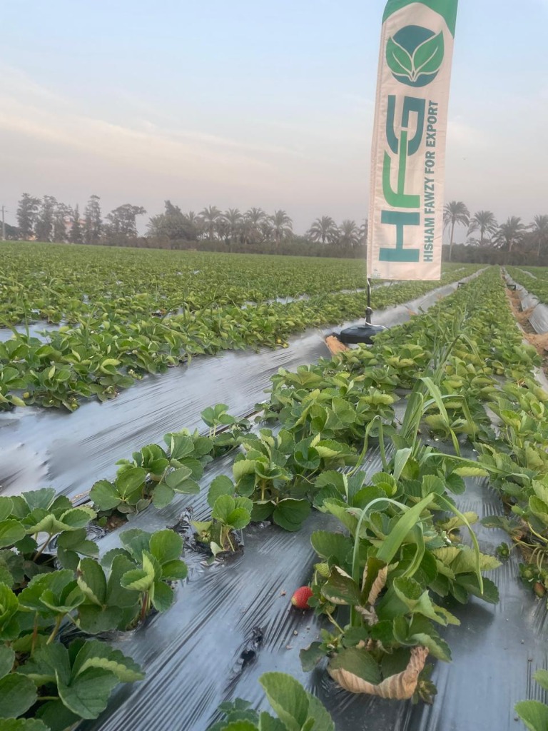 Cultivated crop rows and flags