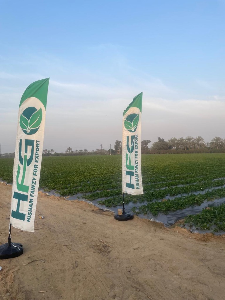 Cultivated strawberry rows