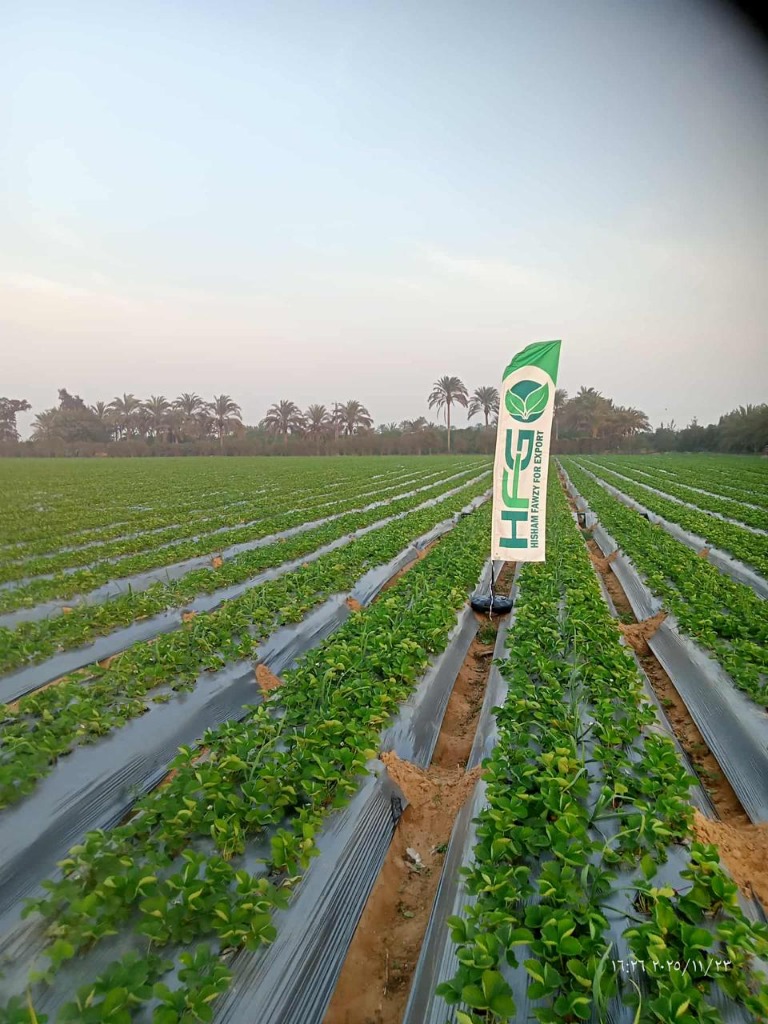 Export fields under open skies