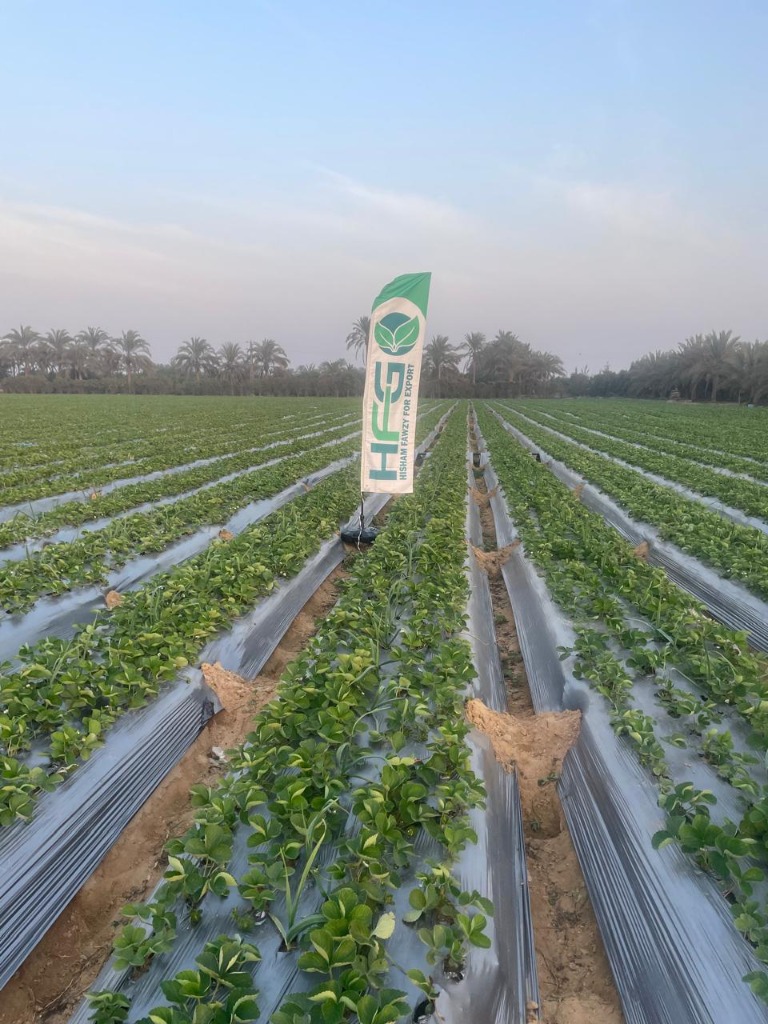 HFG flags amidst cultivated rows
