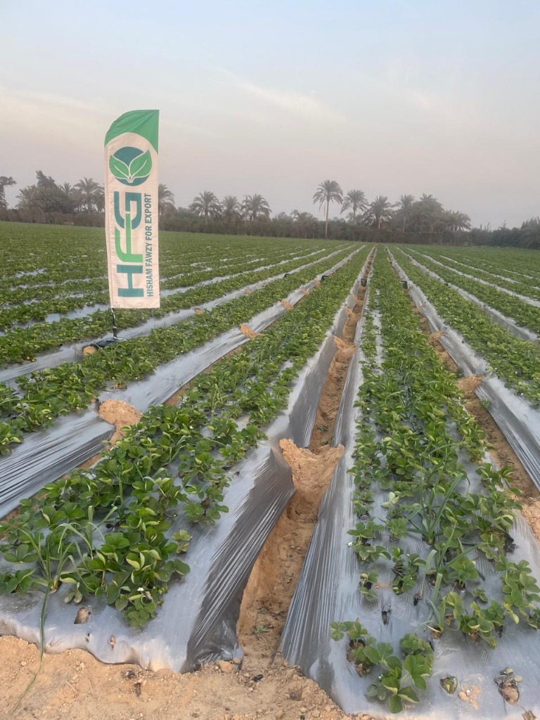 Farm rows ready for harvest