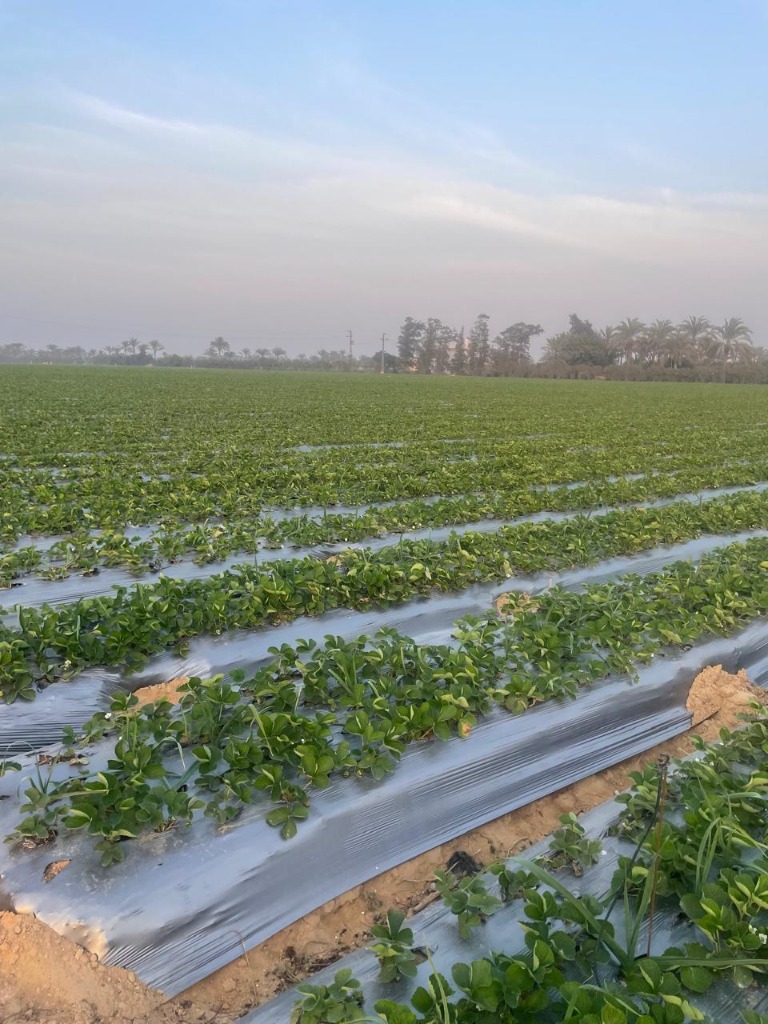 Strawberries growing at the source